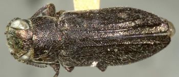Media type: image;   Entomology 8120 Aspect: habitus dorsal view